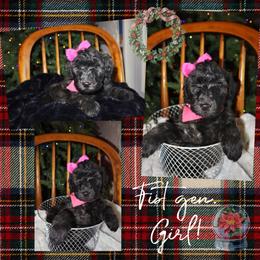 Bells - Brown female Whoodle puppy in Smallett, Missouri from Leshas Whoodles