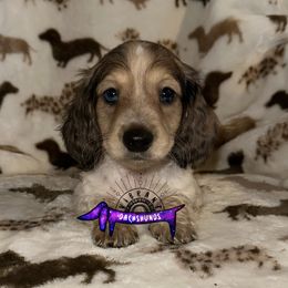 Brown collar boy - Piebald male Dachshund puppy in Turlock, California from Vibrant Dachshunds