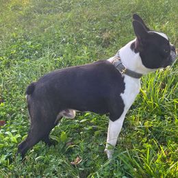 Grim - Boston Terrier