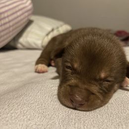 Pomsky Puppies from Urban Sky Kennel