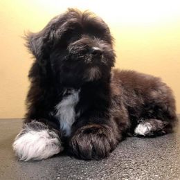 Dash - Coton de Tulear