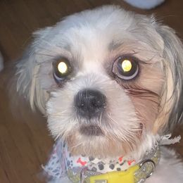 Shih Tzus from Yanna  Shih Tzus