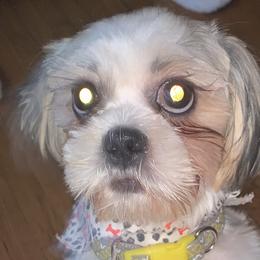 Shih Tzus from Yanna  Shih Tzus