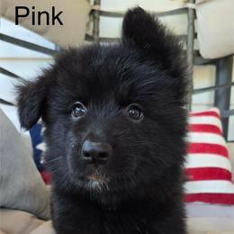 Pink - Black female German Shepherd puppy in Bradley County, Tennessee from Chestuee German Shepherd