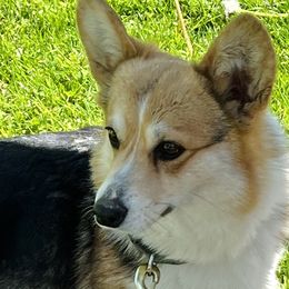 Fanta - Pembroke Welsh Corgi