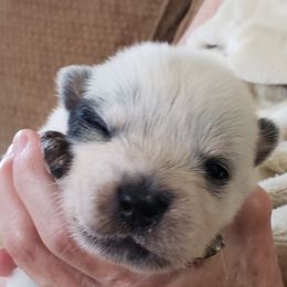Little Girl - Blue Australian Cattle Dog puppy in New Mexico from Thornbush