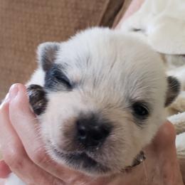 Little Girl - Blue Australian Cattle Dog puppy in New Mexico from Thornbush