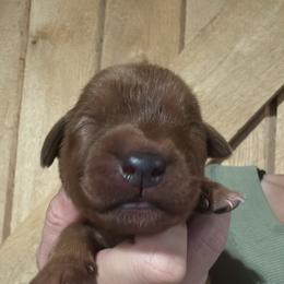 Male 4 - Yellow male Labrador Retriever puppy in Wardensville, West Virginia from Sager’s Labrador Puppies