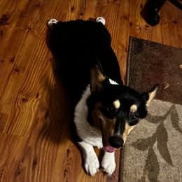 Daisy - Pembroke Welsh Corgi