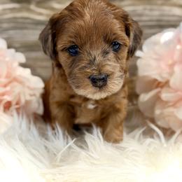 Bernedoodle and Whoodle Puppies from Genesis Family Farm