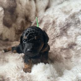 Yoshi - Phantom male Poodle puppy in Uniondale, New York from Poodles Are Mixy