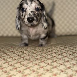 Dachshund and Miniature Australian Shepherd Puppies from Ironwood Doxies & Aussies
