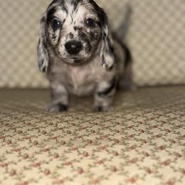 Dachshund and Miniature Australian Shepherd Puppies from Ironwood Doxies & Aussies
