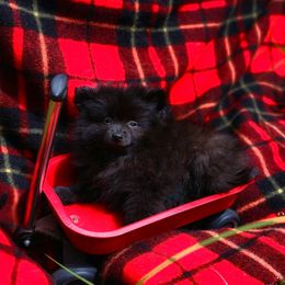 Noir - Black female Pomeranian puppy in Inverness, Florida from Pompadorable Poms