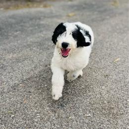Cheyenne - White and black female Bordoodle puppy in Elizabeth City, North Carolina from Howdy Doodles