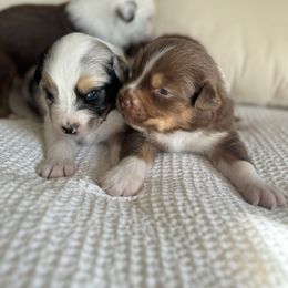 Australian Shepherd Puppies from BelleVue Australian shepherds