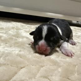 Girl 4 - Black and tan female American Corgi puppy in Decatur, Texas from Bar S Corgis