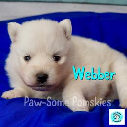 Webber - White male Pomsky puppy in Krum, Texas from Paw-Some Pomskies