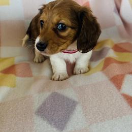 Girl 2 - Dapple female Dachshund puppy in Oklahoma from DRB Dachshunds