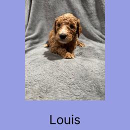 AKC Standard poodle Louis - Red  male Poodle puppy in Harrisburg, Arkansas from Ransone’s Ridge Runners Poodles and Doodles
