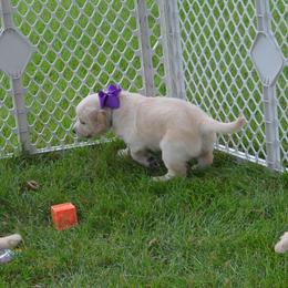Millie (purple collar) - Golden female Golden Retriever puppy in Webster City, Iowa from Whispering Pines Precious Puppies