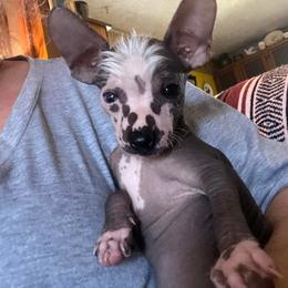 Chihuahua and Chinese Crested Puppies from Western Kentucky Chihuahua’s and Chinese Crested’s