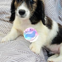 Boy 2 - Brindle male Dachshund puppy in Houston, Texas from L&L 4D Dancer’s Dachshunds