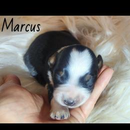 Marcus - Black tri male Miniature Australian Shepherd puppy in Macomb, Missouri from Faunus Farms and Aussies