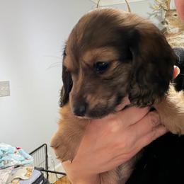 Akc Full Terk - Red female Dachshund puppy in Erie, Michigan from Champagne’s Grinch Toe’d Dachshunds