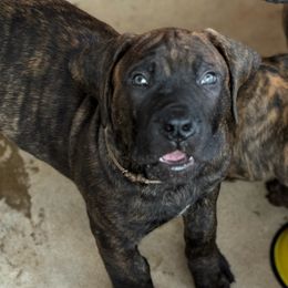 Boerboel Puppies from Erickson Ranch Boerboels