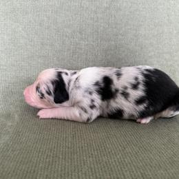 Luna - Blue merle female Australian Shepherd puppy in Bethlehem, Connecticut from Montanna Sage LLC