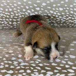 Red Collar Female - Sable female Pembroke Welsh Corgi puppy in Victoria, Texas from Clear Creek Corgis