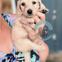 Bubbles - Cream female Dachshund puppy in Marion, Ohio from Doodles & Doxies