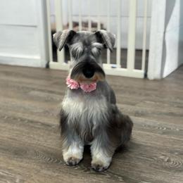Blossum - Miniature Schnauzer
