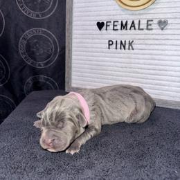 Pink Collar - Gray brindle female Cane Corso puppy in Snellville, Georgia from A Really Good Kennel