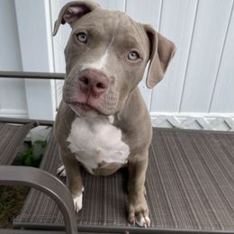 Sarafina - Fawn American Bully puppy in Springhill, Florida from War Hammer Bullies