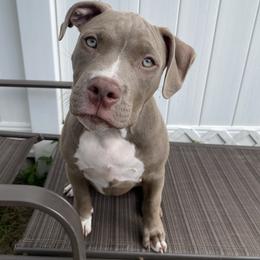 Sarafina - Fawn American Bully puppy in Springhill, Florida from War Hammer Bullies