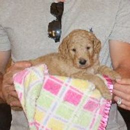 Goldendoodles and Poodles from Goldendoodle Royale