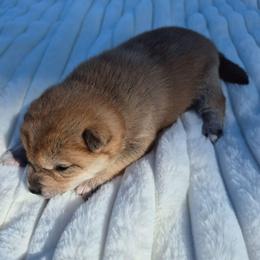 Macy - Sesame female Shiba Inu puppy in Columbus Junction, Iowa from Liz's Shiba Inu