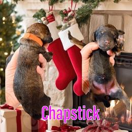 Chapstick - Sable female Bernedoodle puppy in Banner Elk, North Carolina from Walnut Tree Bernedoodles