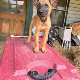 Iron Ram's Godzilla - Fawn male Belgian Malinois puppy in Hartville, Missouri from Iron Ram Working Dogs