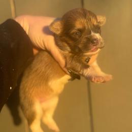 Chanel - Sable female Pembroke Welsh Corgi puppy in East Oakdale, California from Rhettro Kennels