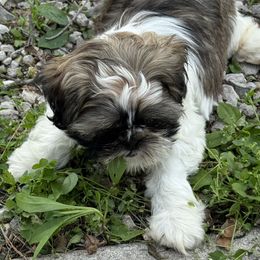 Jake - Tricolor male Shih Tzu puppy in Marshfield, Missouri from Hillside Loop Kennel LLC