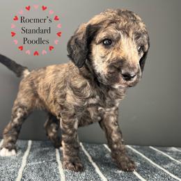 Brindle Female - Brindle female Poodle puppy in Wabasha, Minnesota from Roemer’s Standard Poodles
