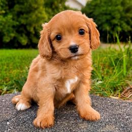 Bullseye - Red male Cavapoo puppy in Salt Lake City, Utah from SunnySide Mini Doodles