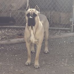 Cane Corso from La Muerte Corso Kennel