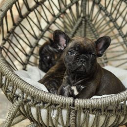 French Bulldog, Goldendoodle, and Golden Retriever Puppies from SoCalFamilyFrenchies, Doodles and more
