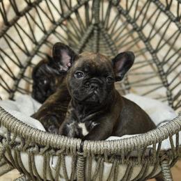 French Bulldog, Goldendoodle, and Golden Retriever Puppies from SoCalFamilyFrenchies, Doodles and more