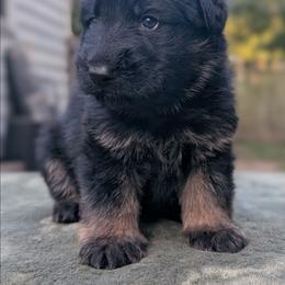 White Collar - Black and red male German Shepherd puppy in Millan, Illinois from Volhouden German Shepherds