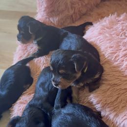 Yorkshire Terrier Puppies from The Yorkie House